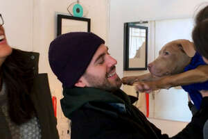 Pittie Puppies Found On Streets Of NYC Find The Best Homes