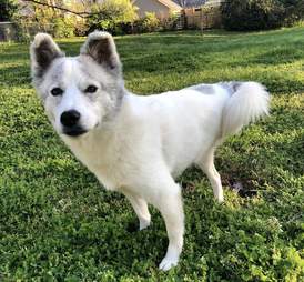 three legged dog