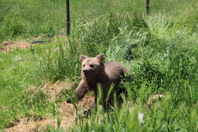 Bear cub saved from basement in Kosovo