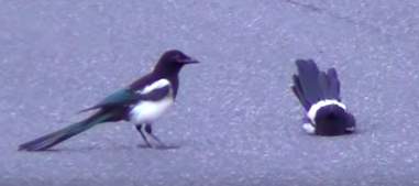Magpie discovering motionless friend in viral video