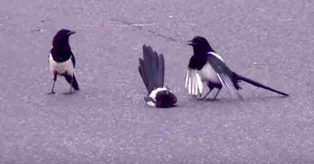 Sentient Magpie Viral Video Shows Magpies Bringing Their Stunned Friend Back To Life ...