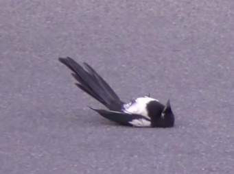 Stunned magpie in viral video