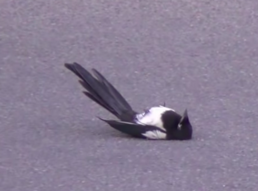 Viral Video Shows Magpies Bringing Their Stunned Friend Back To Life ...