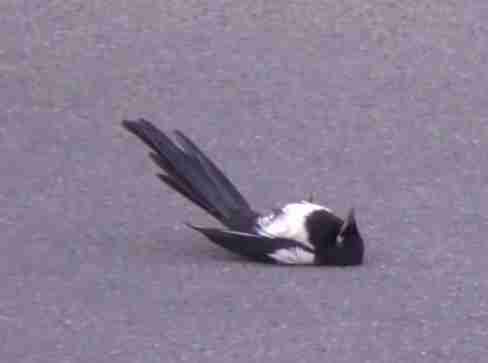 Viral Video Shows Magpies Bringing Their Stunned Friend Back To Life Viral Video Shows Magpies Bringing Their Stunned Friend Back To Life