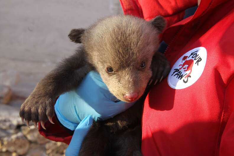 Bear cub saved from Kosovo basement