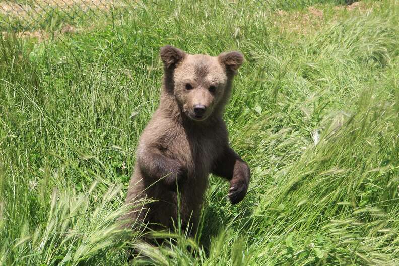 Bear cub liberated from Kosovo basement
