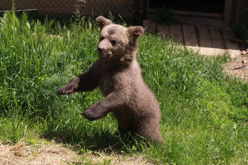 Bear cub saved from basement