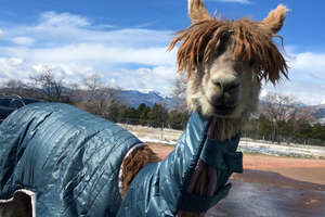 Tiny Alpaca Gets A Little Coat Made Just For Her