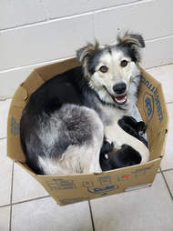 mother dog and puppies