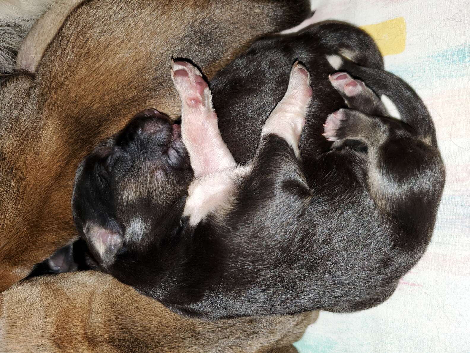 Bitch 9 pups. Щенки с мамой.