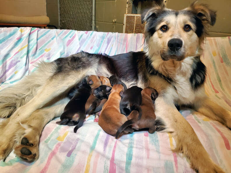 mother dog and puppies