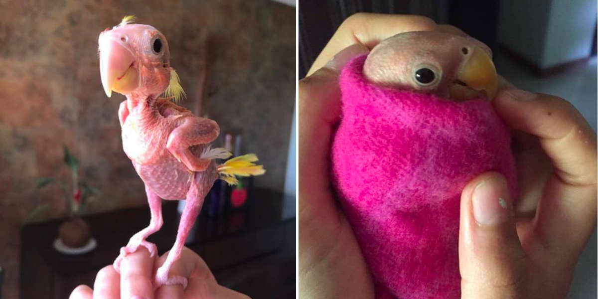 People Are Falling In Love With This Little Naked Lovebird The Dodo
