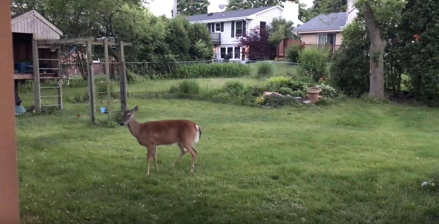 dog and deer