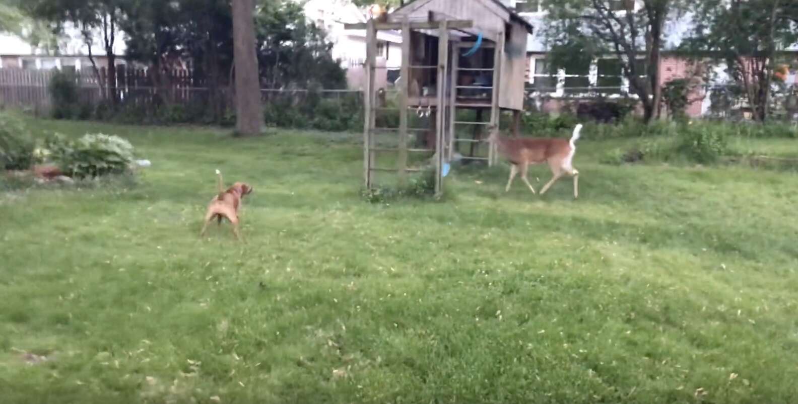 Wild Deer And Dog Play Together - The Dodo