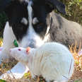 Dog And Rat Won't Leave Each Other Alone 