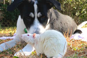 Dog And Rat Won't Leave Each Other Alone 