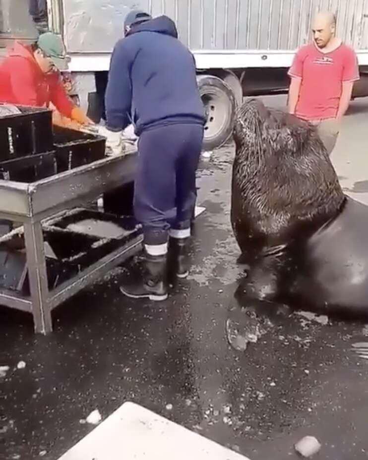 sea lion goes to fish market