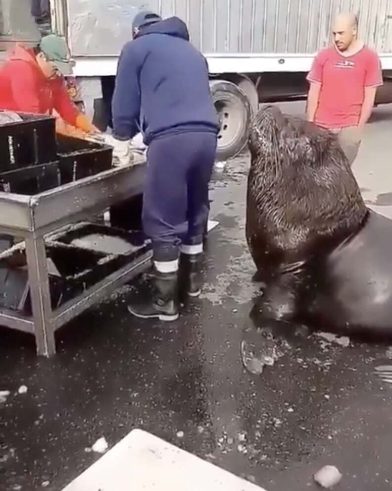 South American Sea Lion Goes To Fish Market - The Dodo