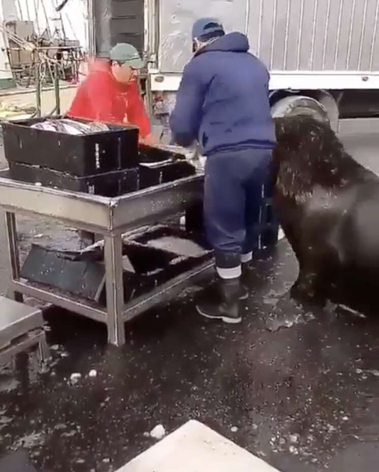 sea lion goes to fish market