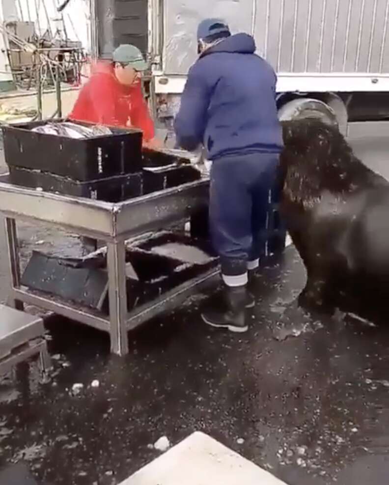 South American Sea Lion Goes To Fish Market - The Dodo