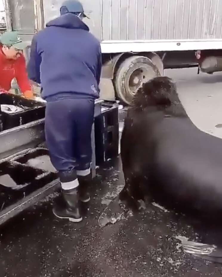 sea lion goes to fish market