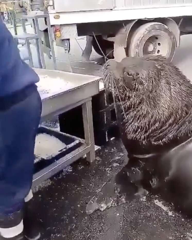 sea lion goes to market
