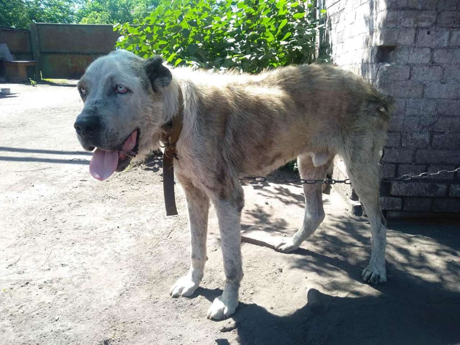 2年ぶり再会の犬画像