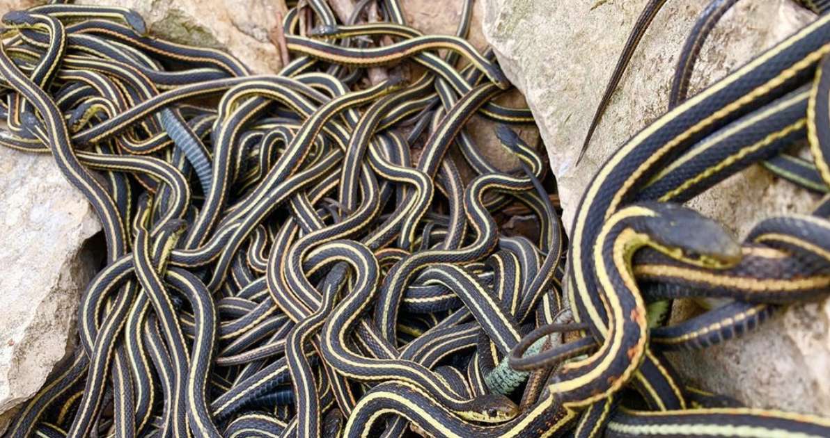 People Come From All Over To See Thousands Of Snakes - The Dodo