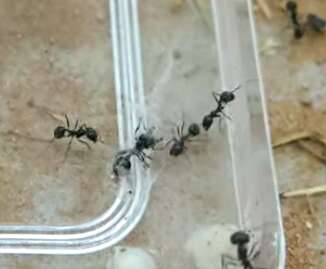 Ants freeing friend from spider's web