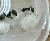 Ants destroying spider web traps