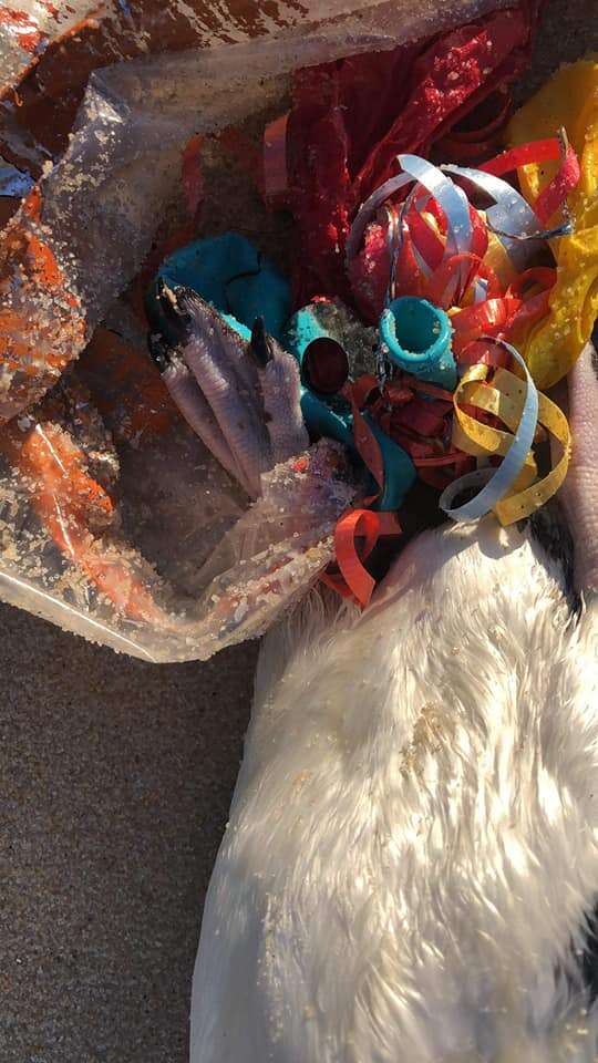 Penguin who died because of loose balloons