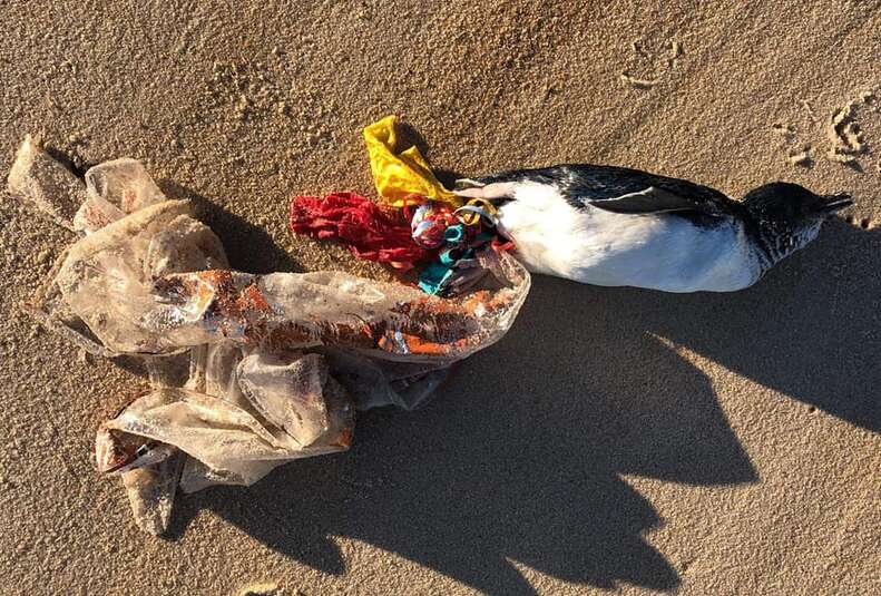 Penguin who died because of loose balloons