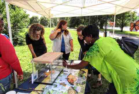 randall's island monarch celebration