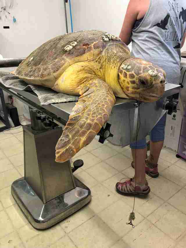 Sea Turtle Accidentally Swallows Fishing Hook - The Dodo