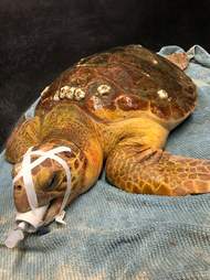 sea turtle swallows fishing hook