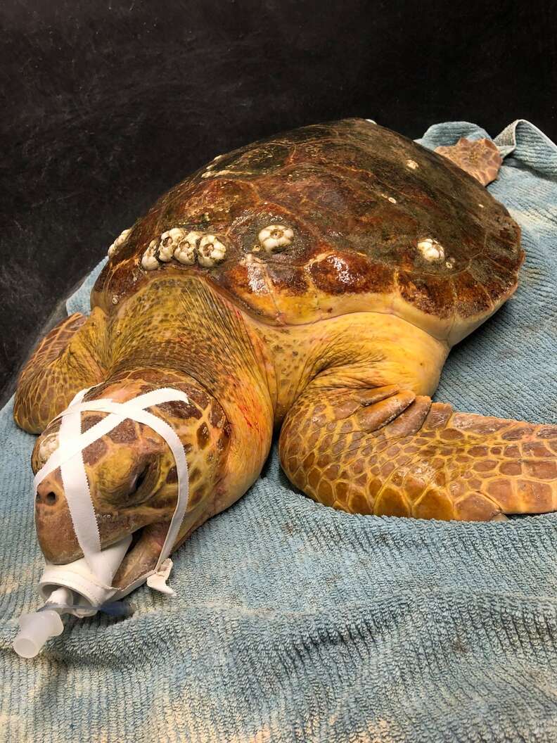 Fishing Hook Removed from Sea Turtle's Beak - Monaco Explorations