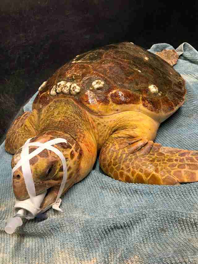 Sea Turtle Accidentally Swallows Fishing Hook - The Dodo