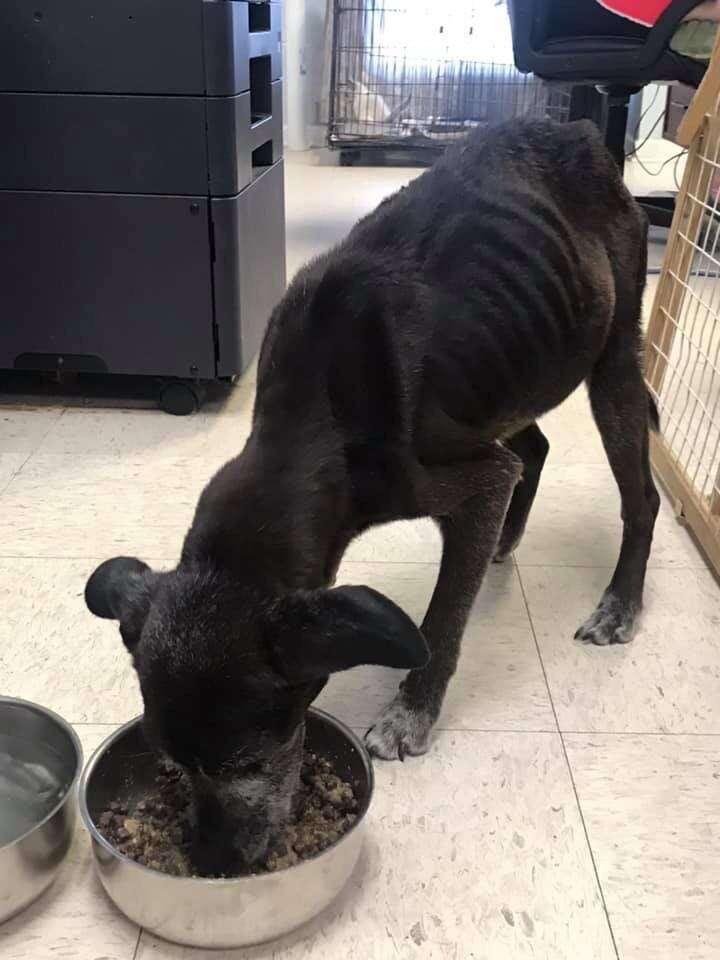 Starving old neglected dog