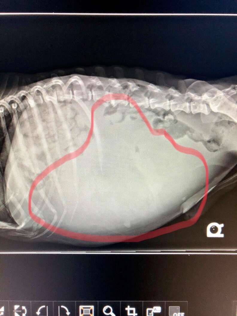 X-ray of 7 pound tumor inside neglected dog's body