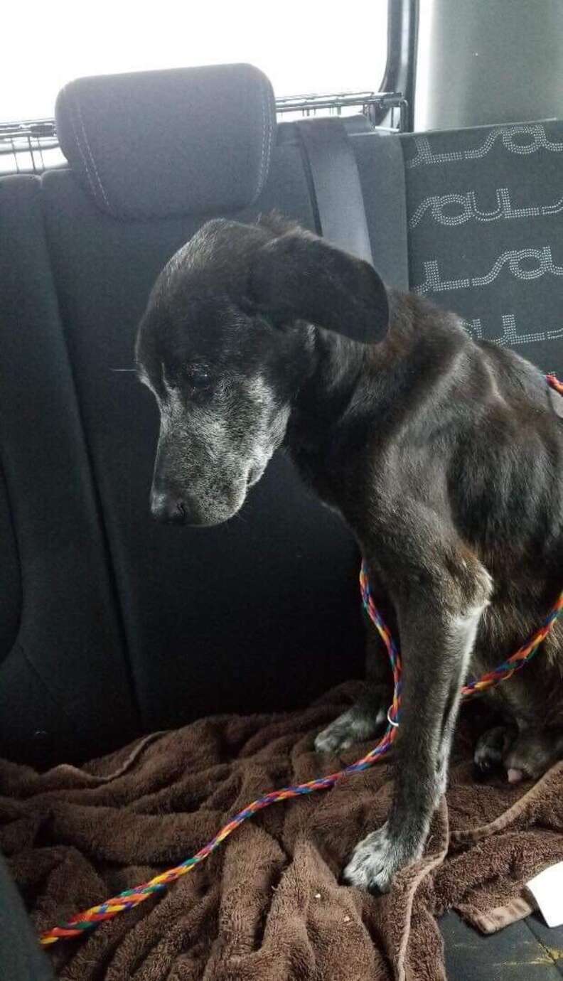 Shelter dog on freedom ride