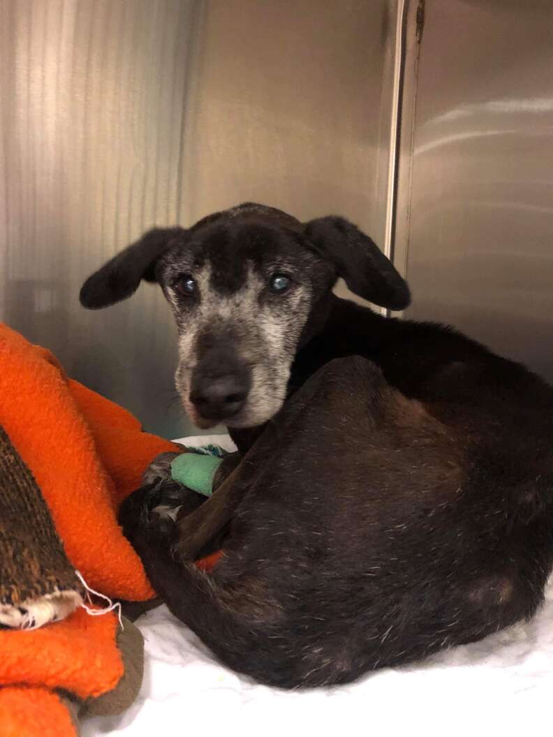 Neglected old dog who ended up in kill shelter