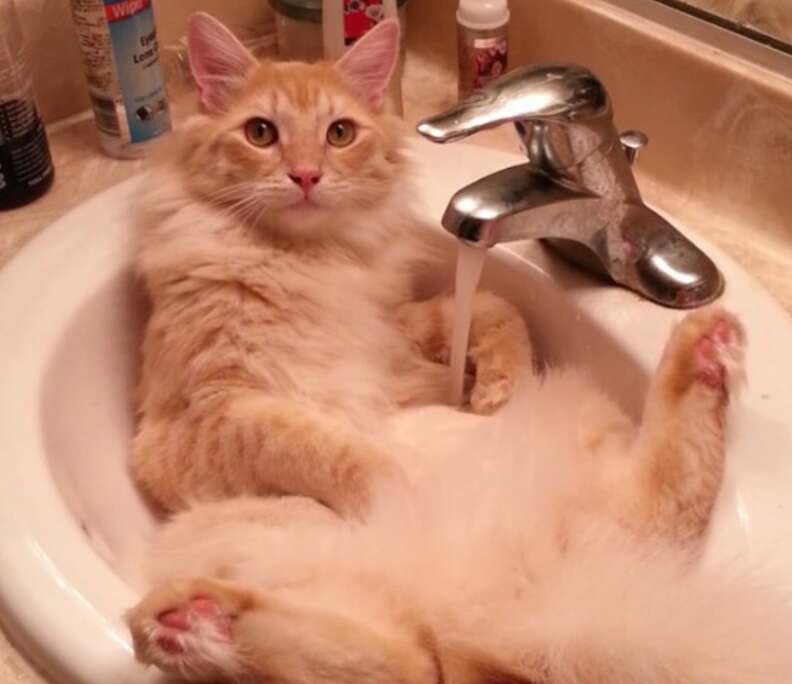 shower curtain cat