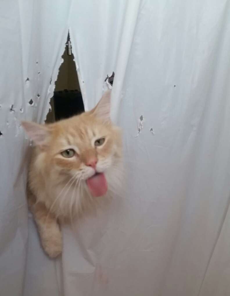 shower curtain cat