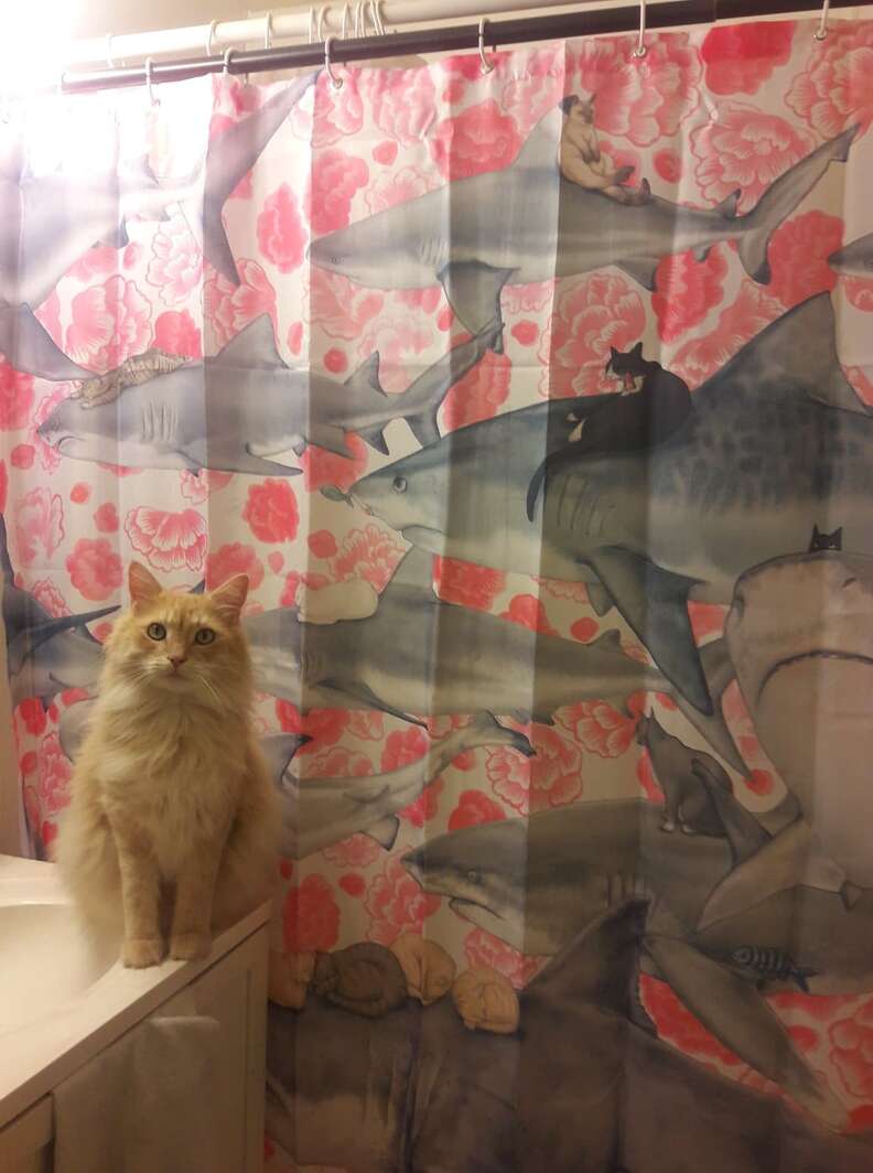 shower curtain cat