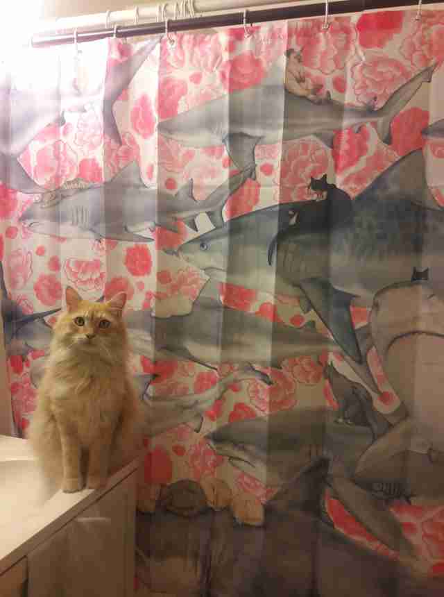 Cat Won T Stop Destroying Shower Curtains The Dodo