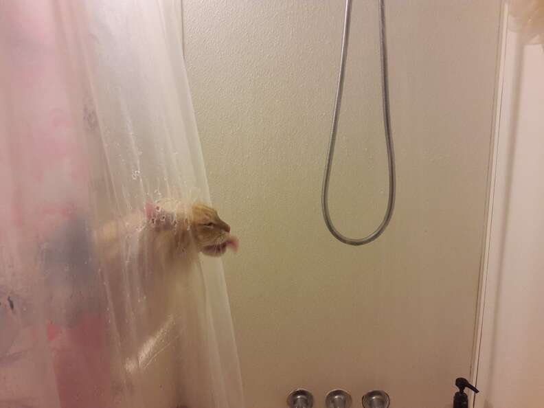 shower curtain cat