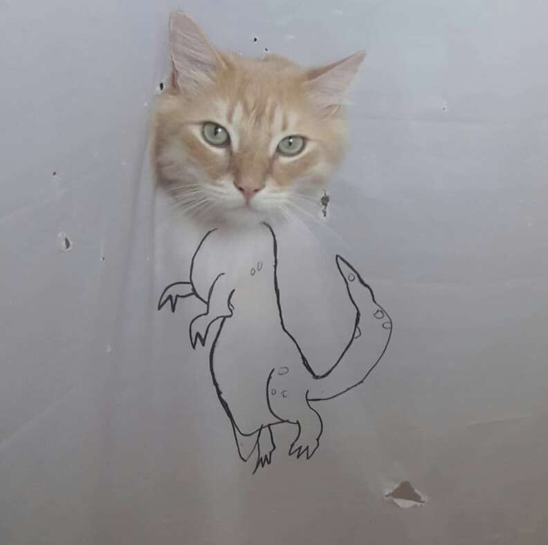 shower curtain cat