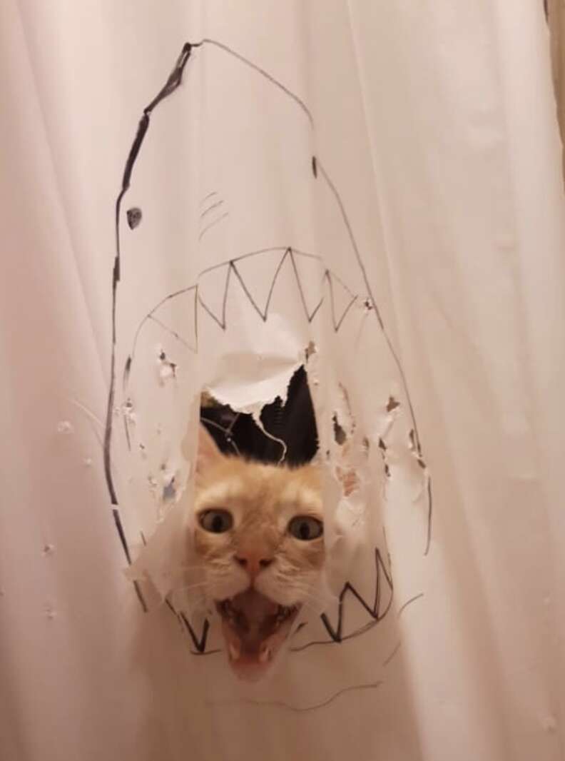 shower curtain cat