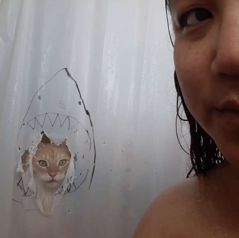 shower curtain cat