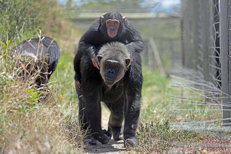Rescued chimp with new friend at sanctuary
